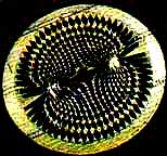 crop circles